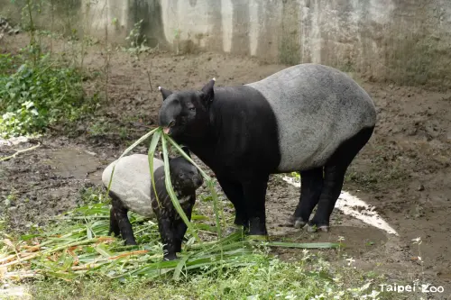 ▲馬來貘寶寶「莉姆路」將迎來第一個世界貘日，園區歡迎大小朋友一同來響應。（圖／台北市立動物園提供）