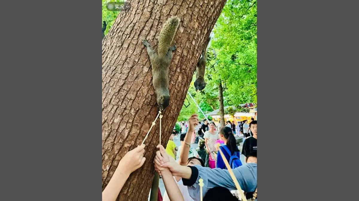 ▲杭州西湖邊的野生松鼠遭到熱心遊客過度投餵，甚至有網友打趣稱西湖松鼠胖到快變成「松豬」。（圖／翻攝自微博）