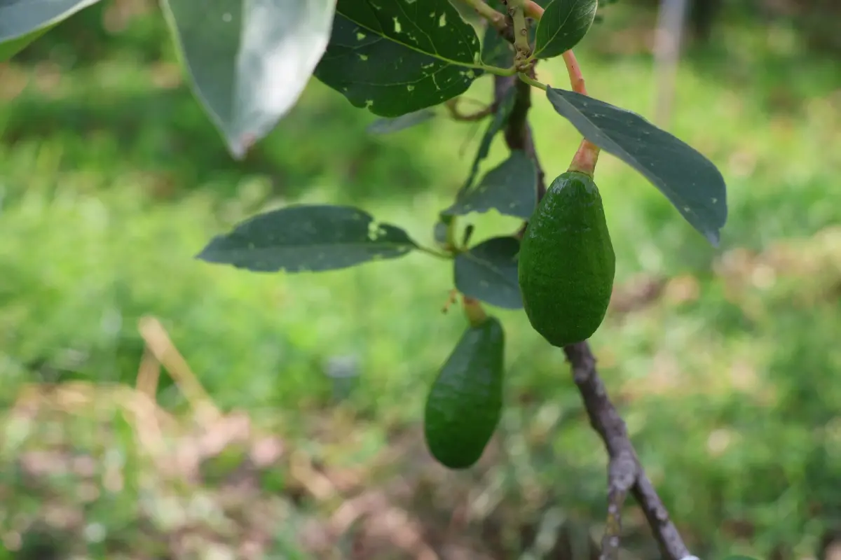 ▲受氣候影響，屏東酪梨果樹進入結果階段，民進黨立委鍾佳濱接獲果農陳情，前往萬丹、高樹鄉會勘。（圖／翻攝鍾佳濱臉書粉專）