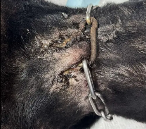 鄭姓男子根本沒有照顧犬隻,有犬隻的鐵鍊陷入脖子肉裡,需要清創治療。(圖/新北市動保處提供) ▲鄭姓男子根本沒有照顧犬隻,有犬隻的鐵鍊陷入脖子肉裡,需要清創治療。(圖/新北市動保處提供)