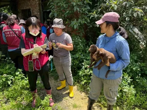鄭姓男子在新店山區非法繁殖高砂犬,遭人檢舉,現場共68犬隻,皆未受到良好照顧,生活環境非常糟糕,動保處祭出高達116萬8千元的裁罰。(圖/新北市動保處提供) ▲鄭姓男子在新店山區非法繁殖高砂犬,遭人檢舉,現場共68犬隻,皆未受到良好照顧,生活環境非常糟糕,動保處祭出高達116萬8千元的裁罰。(圖/新北市動保處提供)
