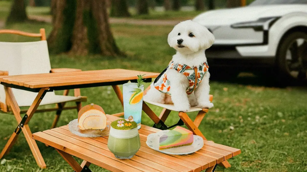 ▲高雄英迪格酒店聯名VOLVO凱銳汽車，推出全新升級「INtopia 寵物友善住房」一泊二食專案。（圖／高雄英迪格提供）