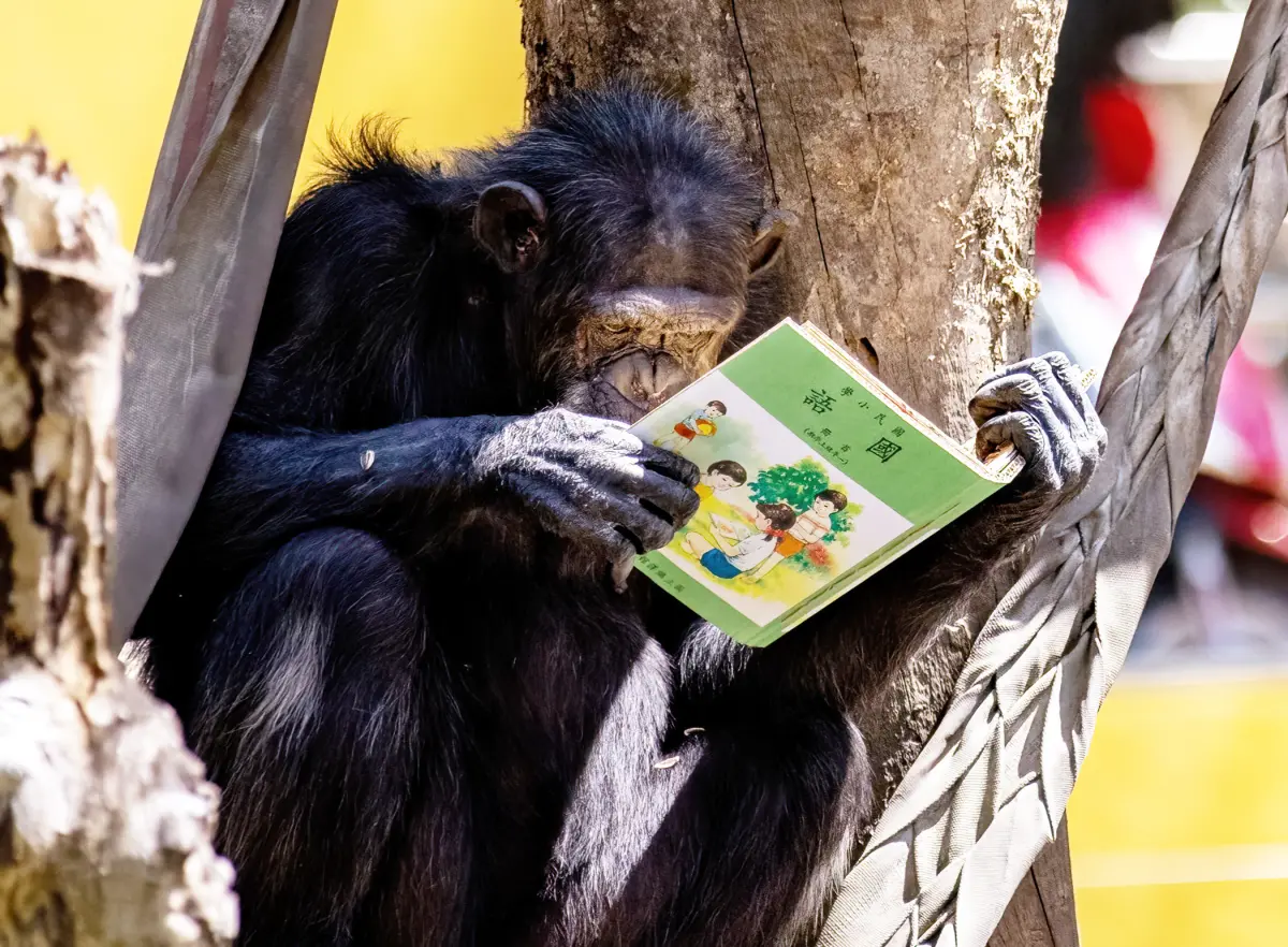 ▲壽山動物園響應世界閱讀日，特製「可食書」供園區內黑猩猩玩味品讀，畫面相當逗趣可愛。（圖／壽山動物園）