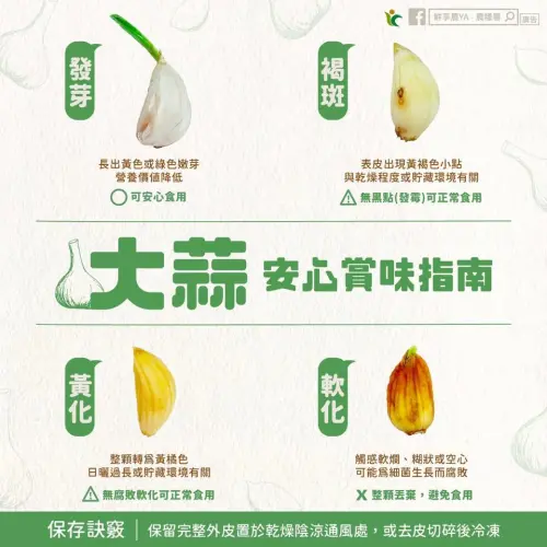 ▲蒜頭發芽、長褐斑、黃話都可以吃,但變軟的時候就要丟了。(圖/農糧署臉書) ▲蒜頭發芽、長褐斑、黃話都可以吃,但變軟的時候就要丟了。(圖/農糧署臉書)