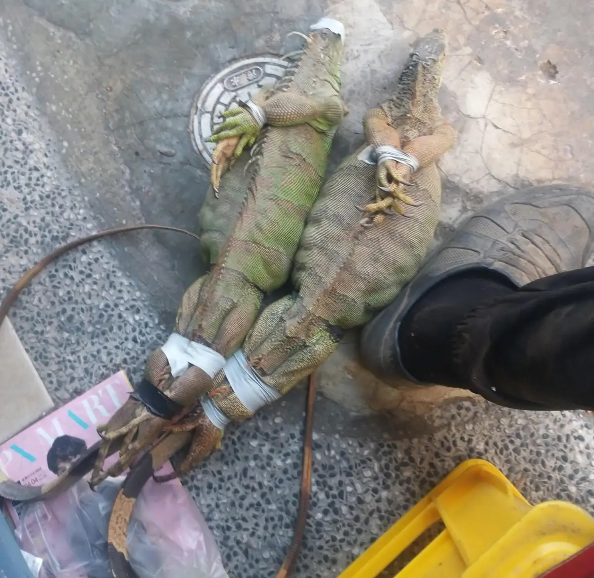 ▲綠鬣蜥達人J爸，在網路上公開一張合法獵蜥抓捕到的綠鬣蜥照片，肚子凹凹凸凸，全部都是蛋，十分驚人。（圖／翻攝臉書）