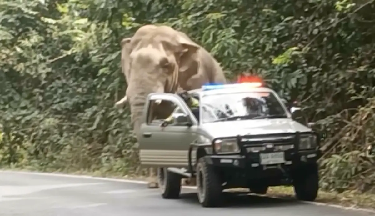 ▲泰國一頭大象疑似好奇車子們的去向，竟然走到大馬路上徘徊，並多次擋在路中間。（圖／翻攝自影片）