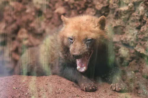 牠是狗不是熊！毛茸茸小短腿「藪犬」外表呆萌　捕獵超凶狠
