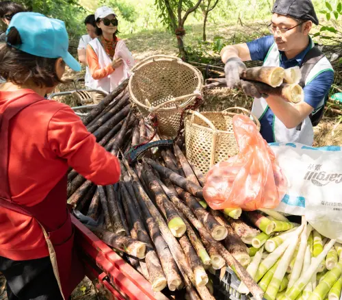 ▲春筍盛產的四月，信義房屋號召志工隊走入大安溪畔的泰雅族山區部落，協助台中市原住民深耕德瑪汶協會採收桂竹筍。（圖／信義房屋提供）