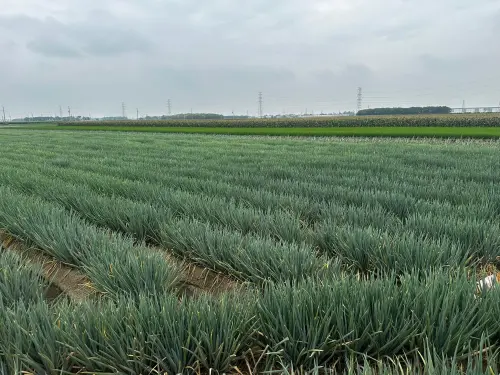 ▲彰化農夫上傳滿田青蔥待採收照片，寫道「認賠吧…最後一次水了，沒人要就砍掉吧」。（圖／翻攝Threads）