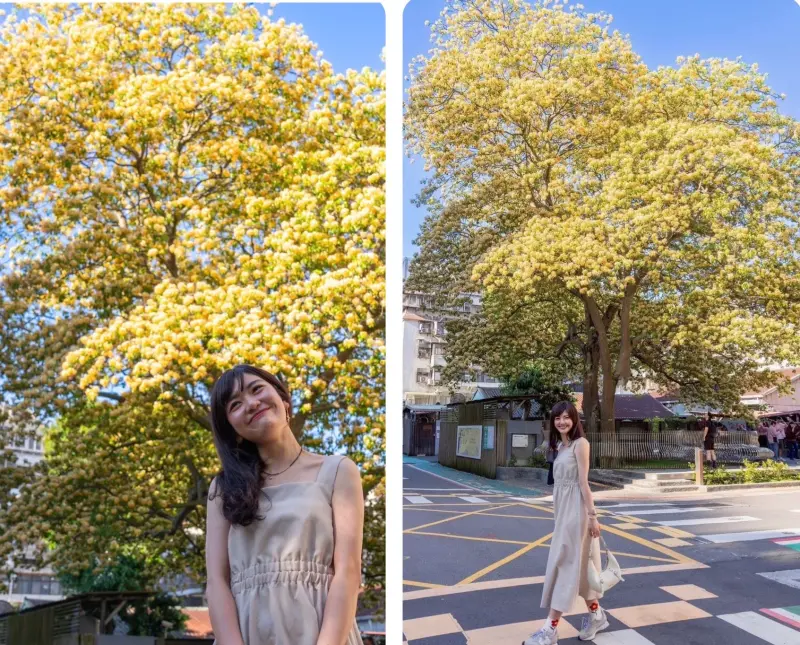 ▲賞花不用出國！台電加羅林魚木迎來盛放花期，盛放的黃白花團便隨風舞動，吸引民眾駐足欣賞，成為賞花與網美打卡的巷弄秘境。（圖／台電提供）