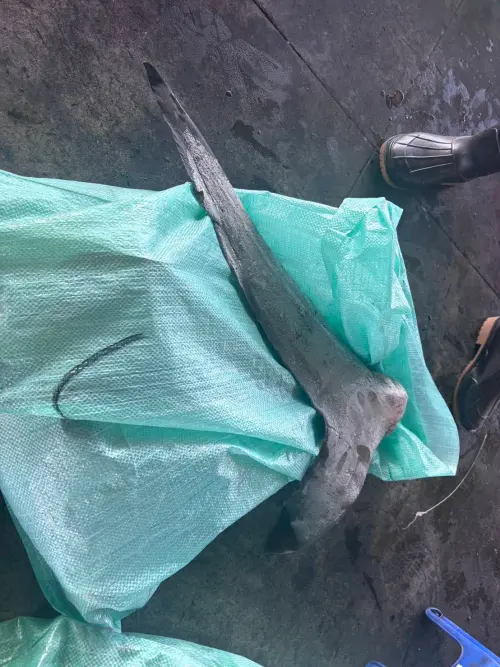 屏東遠洋漁船吳姓船長指示外籍漁工違法抓海豚,宰殺切塊作為捕鯊魚誘餌,被依違反野生動物保育法,遭檢方諭令10萬元交保,限制出海出境。(圖/屏東地檢署提供) ▲屏東遠洋漁船吳姓船長指示外籍漁工違法抓海豚,宰殺切塊作為捕鯊魚誘餌,被依違反野生動物保育法,遭檢方諭令10萬元交保,限制出海出境。(圖/屏東地檢署提供)