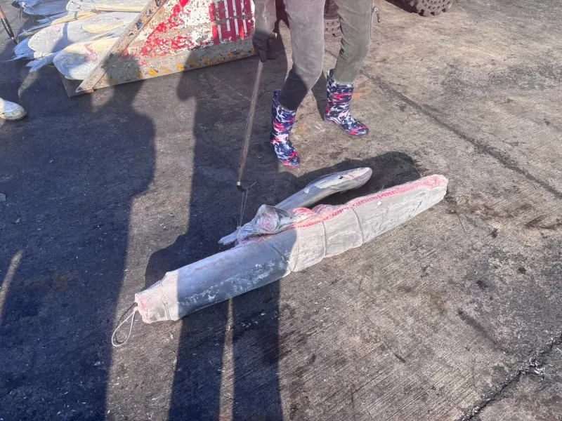 ▲屏東地檢署今年4月搜索漁船時，查扣鯊魚肉塊與魚鰭，這是台灣船長宰殺海豚當魚餌換來的。（圖／屏東地檢署提供）