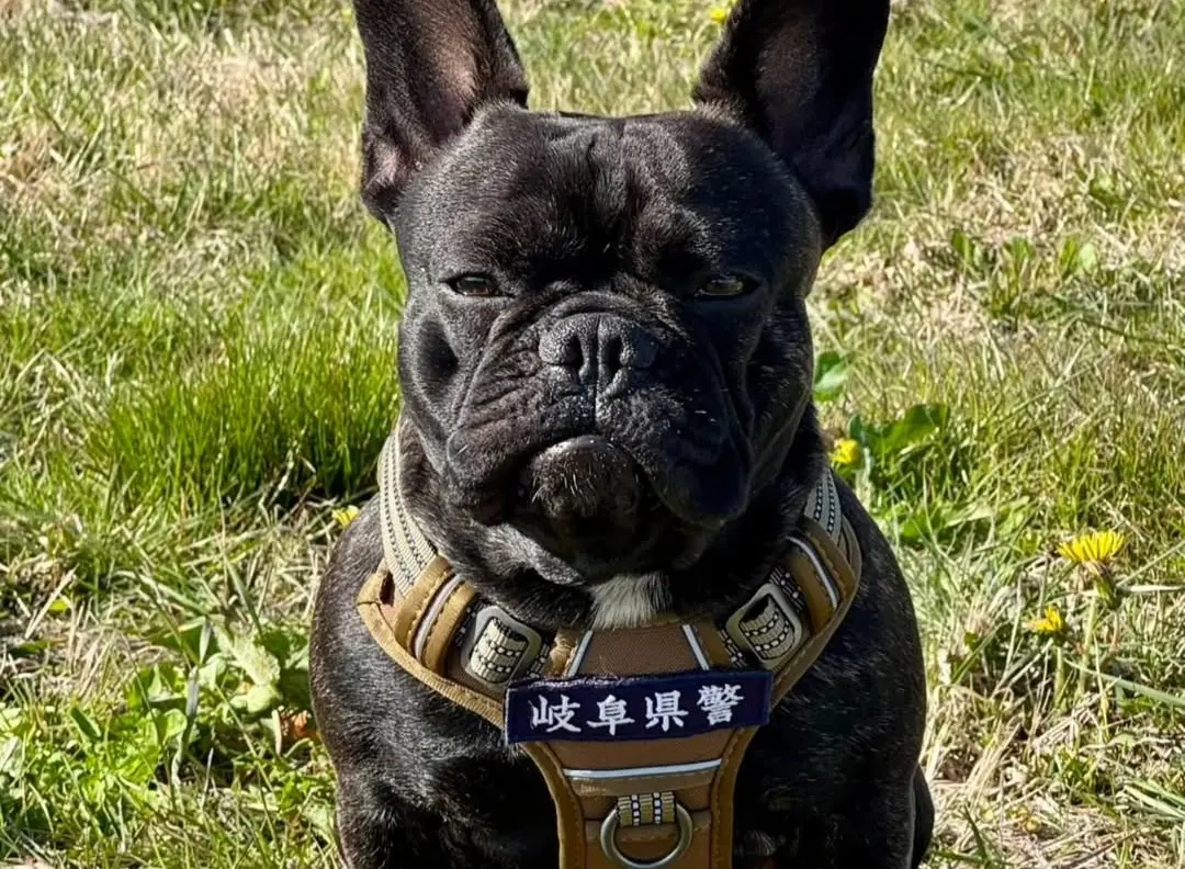 ▲日本岐阜縣迎來首隻法鬥警犬「Oreo」誕生，厲害到一次通過所有高難度考試，就連訓犬師也超意外。（圖／IG@i.maru31）