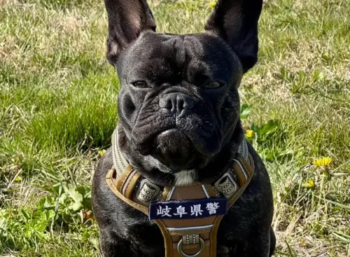 1歲法鬥當上警犬「表情超驕傲」!高難度考試全過 訓犬師也嚇到