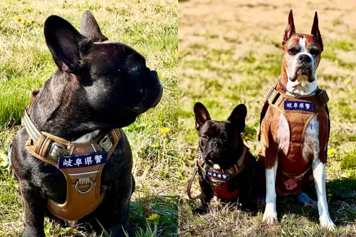 ▲「Oreo」成為警犬路途充滿意外，能成為警犬連飼主也沒想過。（圖／IG@boxertoffee）