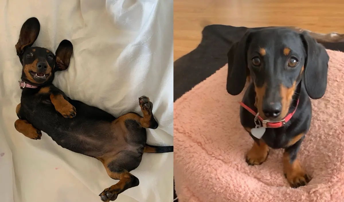 ▲澳洲一隻名叫瓦萊麗（Valerie）的迷你臘腸犬，在澳洲袋鼠島走失529天後奇蹟獲救。（翻攝自澳洲動保組織「坎加魯野生動物救援」Kangala Wildlife Rescue臉書）