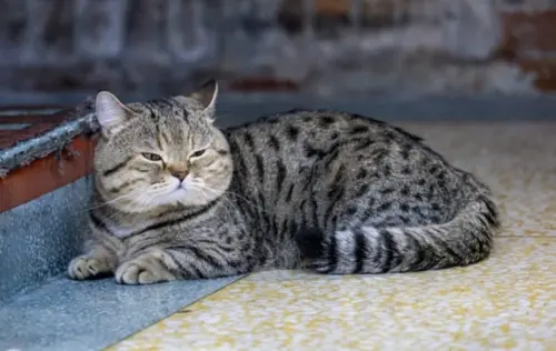 今日壽星／全台貓奴崛起！2月22日貓之日由來、超商慶祝活動一覽
