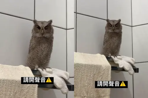 ▲領角鴞突然闖進民宅浴室，呆萌模樣瞬間吸引一票人觀看。（圖／Threads@jimmy_0987987授權提供）