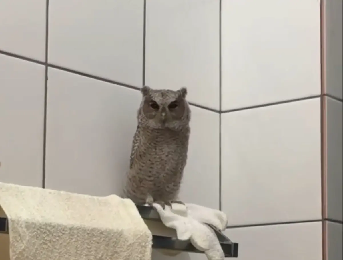 ▲基隆有民宅浴室半夜突然闖進一隻領角鴞，大眼萌樣瞬間融化萬人。（圖／Threads@jimmy_0987987授權提供）