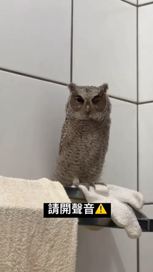 ▲領角鴞雖然可愛又呆萌，卻是二級保育類動物，是不能夠隨意飼養的！（圖／Threads@jimmy_0987987授權提供）