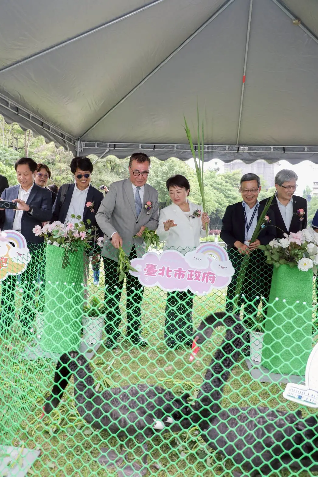 ▲秋紅谷的兩對黑天鵝，如今家族成員已擴增至15隻。市長盧秀燕親自主持「黑天鵝贈養儀式」(圖／新聞局提供2025.4.28)