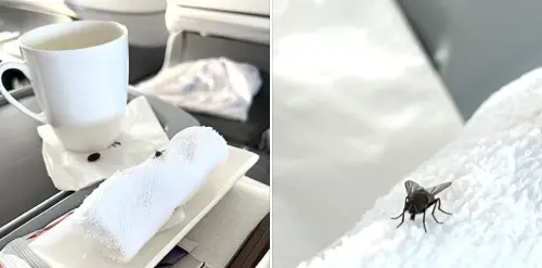 ▲詹惟中曝光自己曾在別家航空公司商務艙中看見蒼蠅。（圖／詹惟中 就是愛算命 臉書）