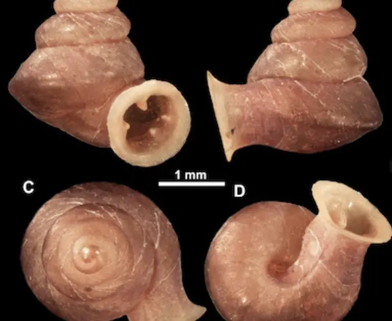 ▲泰國出現新品種蝸牛，命名為畢卡索。（圖／翻攝自ZooKeys期刊）