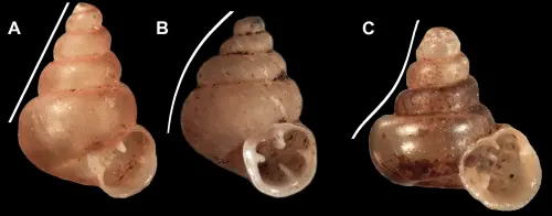 畢卡索蝸牛是該研究團隊在一篇長達300頁的龐大論文中描述的46個微小蝸牛新物種之一。(圖/翻攝自 ▲畢卡索蝸牛是該研究團隊在一篇長達300頁的龐大論文中描述的46個微小蝸牛新物種之一。(圖/翻攝自