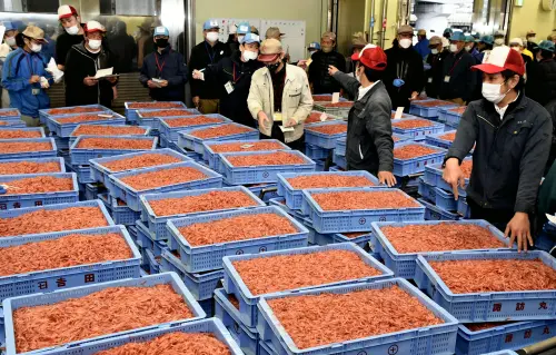 ▲日本靜岡縣駿河灣櫻花蝦相當知名。（圖／美聯社／達志影像）