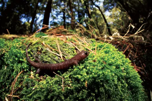 ▲玉山國家公園是台灣山椒魚的主要棲息地,山椒魚又稱為小鯢,生活在地球上的歷史遠比人類還要久。(圖/玉山國家公園) ▲玉山國家公園是台灣山椒魚的主要棲息地,山椒魚又稱為小鯢,生活在地球上的歷史遠比人類還要久。(圖/玉山國家公園)