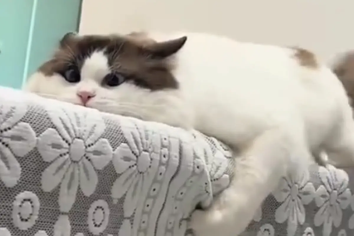 ▲中國有網友收編了一隻乖得不像話的長毛貓，幾乎不掉毛、不拆家、不亂尿尿，被稱讚是天使貓，沒想到健檢結果竟診斷出有弱智問題。（圖／翻攝自微博）