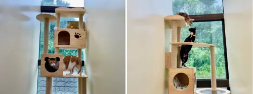 ▲動物之家的收容環境更是動物保護及福利的根本。（圖／新北市政府動物保護防疫處）