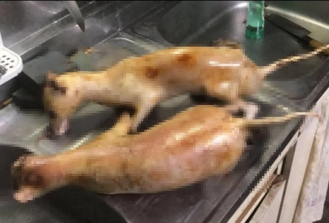 ▲新竹縣動保協會黃副理事長指出，台中日前查獲的販賣狗肉集團，肉品「貨源」相當穩定，是罕見的集團犯案。（圖／台中市議員江和樹提供）