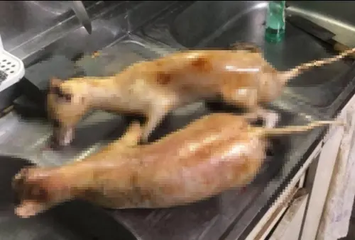 台中爆越南移工賣犬貓肉　動保協會曝：罕見「集團性」犯案
