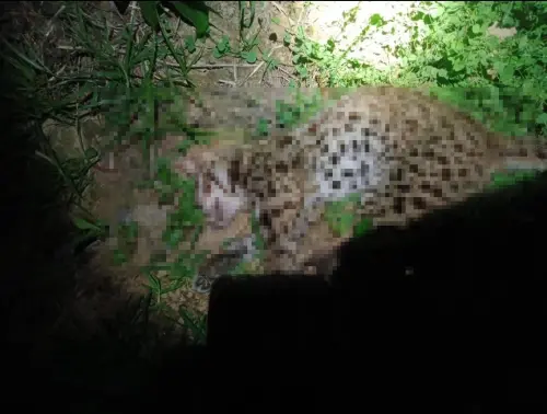 ▲新竹縣動保協會黃副理事長指出，台中日前查獲的販賣狗肉集團，連石虎等保育類動物都慘遭殺害。（圖／台中市議員江和樹提供）