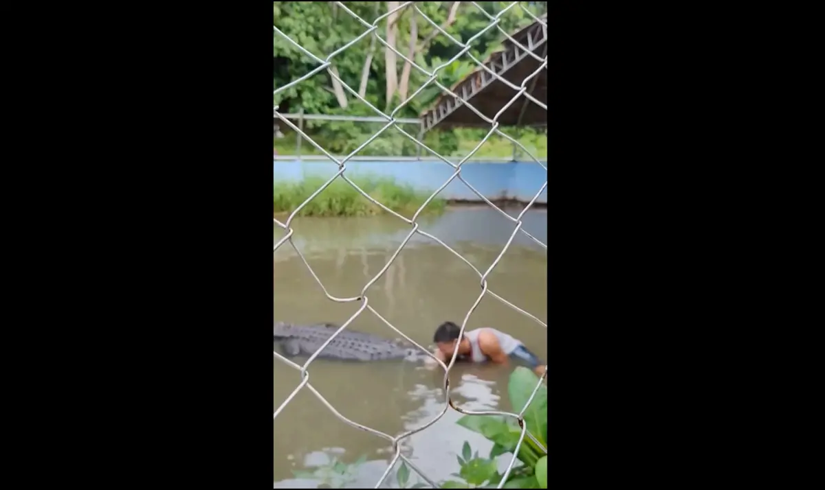 ▲菲律賓一位29歲男子，在參觀動物園時，不知為何堅信園區內的鱷魚是塑膠雕像，於是翻牆進去拿手機微笑與鱷魚自拍，結果下一秒鱷魚就發動攻擊，咬住男子大腿進行死亡翻滾。（圖／翻攝自美聯社＠Newsflare影片截圖）
