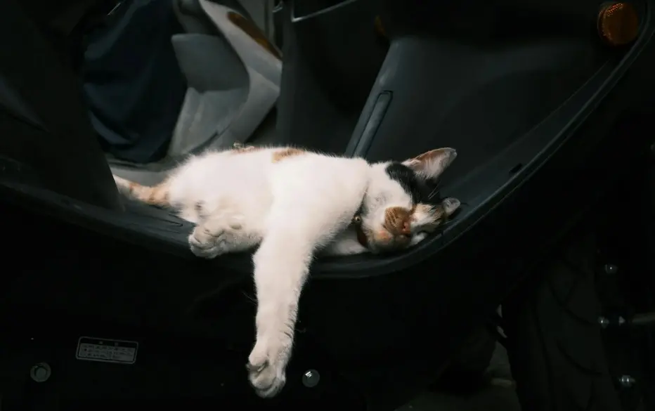 ▲貓咪示意圖，與本案無關。（擷取自pexels）