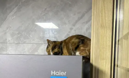 ▲三花貓常常會躲在家裡角落,相當乖巧也不搗亂,卻被新主人認為有養跟沒養一樣。(圖/微博) ▲三花貓常常會躲在家裡角落,相當乖巧也不搗亂,卻被新主人認為有養跟沒養一樣。(圖/微博)