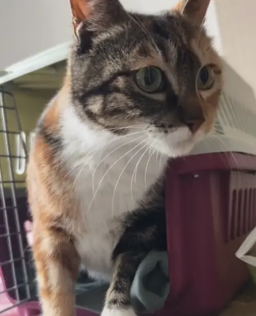 三花貓回到栗子的家中,但依舊還是很溫柔安靜。(圖/微博) ▲三花貓回到栗子的家中,但依舊還是很溫柔安靜。(圖/微博)