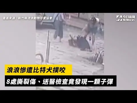 浪浪慘遭比特犬撲咬 8處撕裂傷、送醫檢查竟發現一顆子彈｜NOWnews