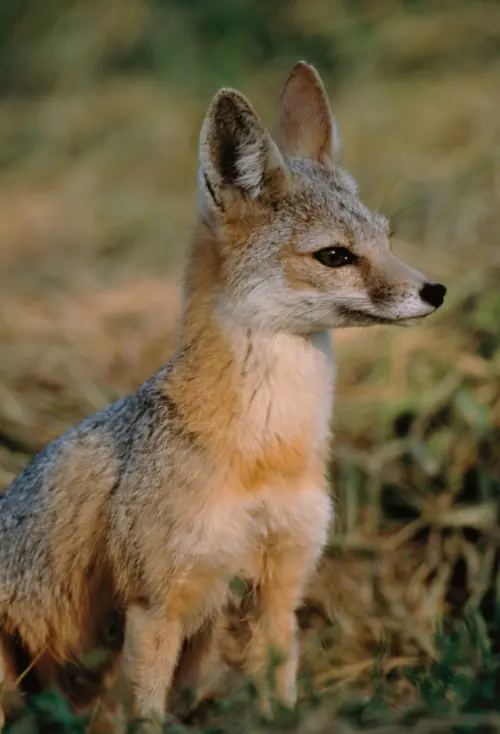 ▲瀕危動物「聖華金狐」(San Joaquin kit fox)。(圖/翻攝自美國魚類及野生動物管理局網站) ▲瀕危動物「聖華金狐」(San Joaquin kit fox)。(圖/翻攝自美國魚類及野生動物管理局網站)