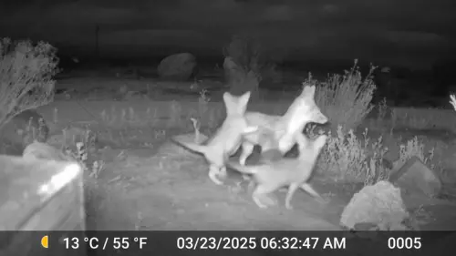 ▲頑皮聖華金狐寶寶。(截自Bureau of Land Management 影片) ▲頑皮聖華金狐寶寶撲到爸媽身上。(截自Bureau of Land Management 影片)