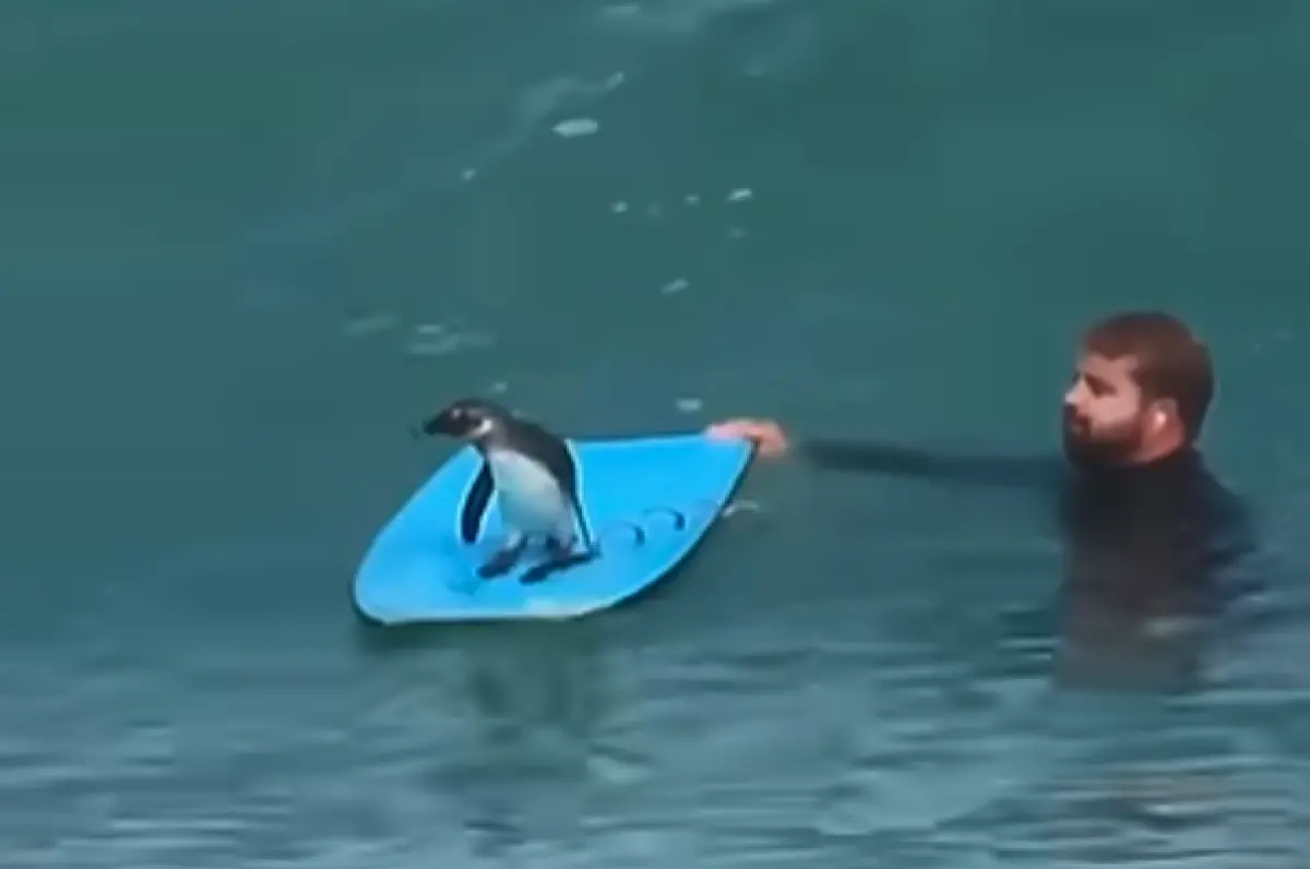 ▲南非一名衝浪教練近日在海上教課，過程中一隻南非企鵝竟「自投羅網」跳上衝浪板，穩穩站在浪尖上大秀平衡感，瞬間成為全場焦點。（圖／翻攝自IG）