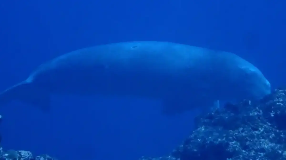 ▲日本沖繩縣久米島近海，有民眾4月底在潛水時，目擊了儒艮的蹤影，很可能與3月在台灣發現的是同一隻。（圖／翻攝自琉球新報）