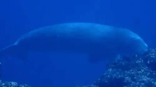 古錐！日本沖繩「儒艮」現蹤　日媒：跟3月出現在台灣的是同一隻
