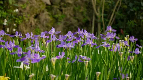 嵩山社區種植浪漫的鳶尾花,吸引大批遊客前來賞花。(圖/新北市政府提供) ▲嵩山社區種植浪漫的鳶尾花,吸引大批遊客前來賞花。(圖/新北市政府提供)