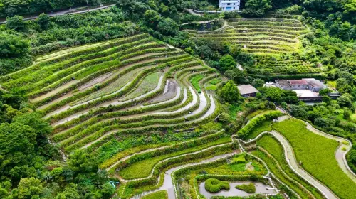 嵩山社區梯田擁有百年歷史,是全台唯一用陽明山火山岩砌成的石砌梯田。(圖/新北市觀光旅遊網) ▲嵩山社區梯田擁有百年歷史,是全台唯一用陽明山火山岩砌成的石砌梯田。(圖/新北市觀光旅遊網)