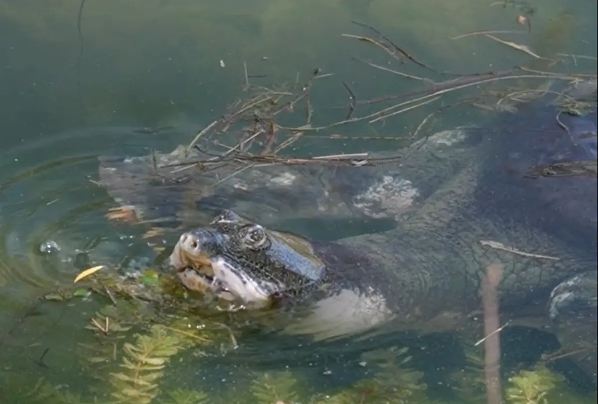 ▲最孤獨動物是牠！斑鱉在全球僅存2隻，身為2.7億年活化石的牠近日備受關注。（圖／蘇州園林微博）