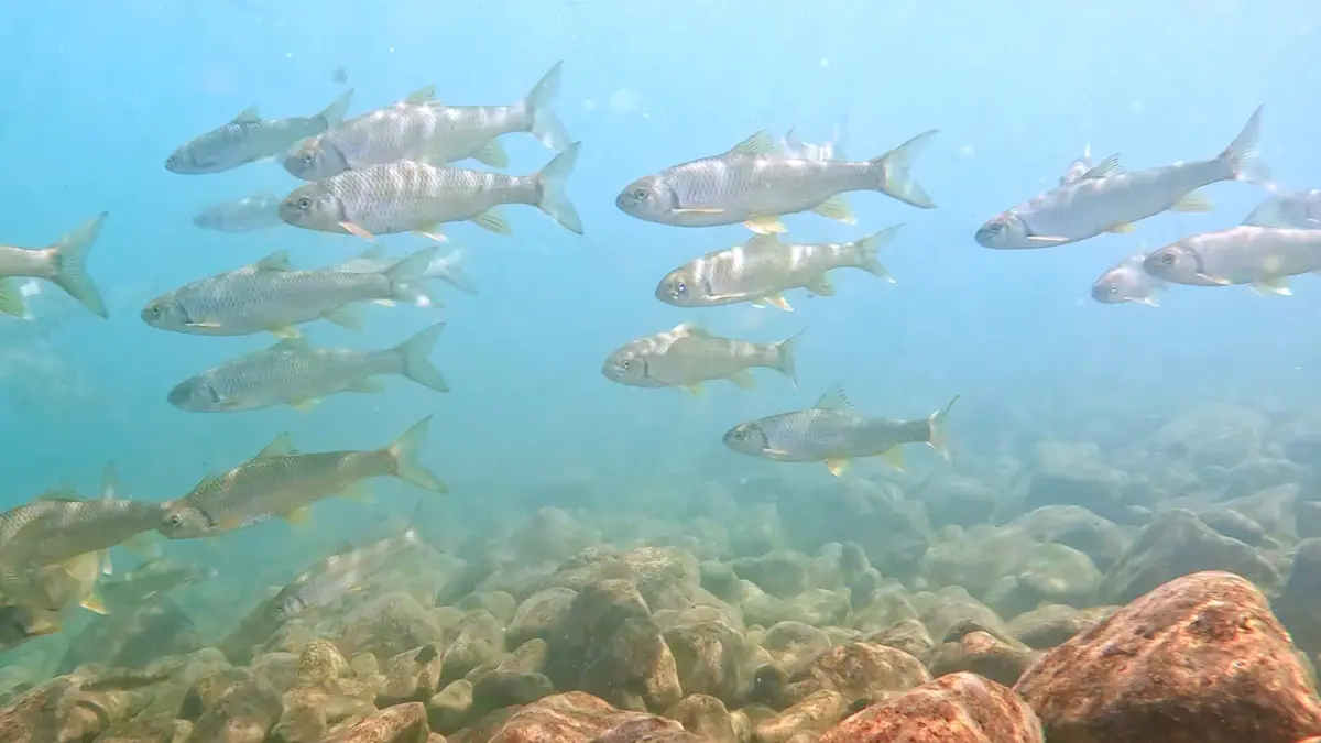 ▲本次推動OECM區域範圍涵蓋大甲溪馬鞍壩上下游河段，不僅有多達17種魚類，更是台灣石𩼧、台灣白甲魚（苦花）與纓口台鰍等大甲溪原生魚種的重要棲地。（圖／台電提供）