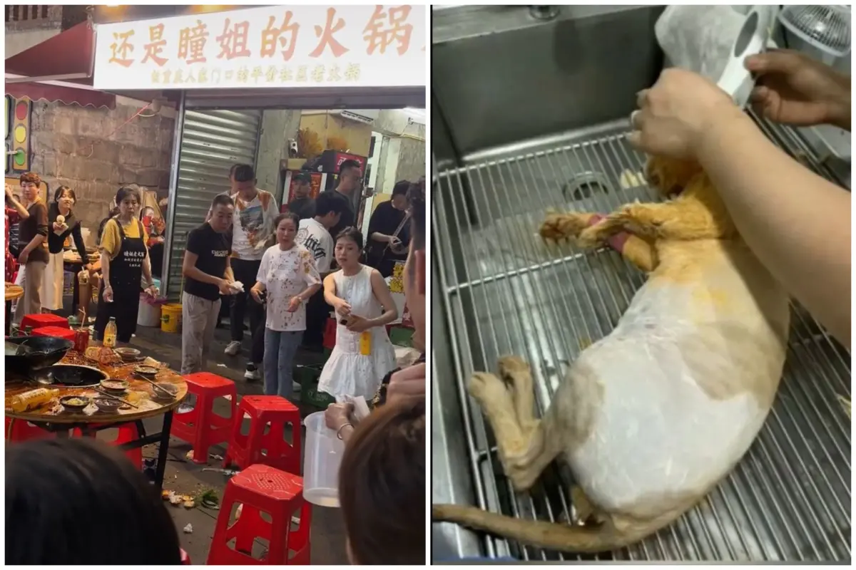 ▲中國重慶日前發生一起罕見意外，一隻貓咪從天而降竟摔入一家露天火鍋店的火鍋中，當場讓滾燙湯汁四濺，造成9位客人受傷，肇事貓咪本貓的四隻腳掌也全被燙傷。（合成圖／翻攝自微博）